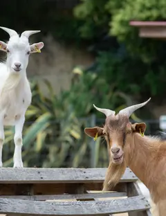 Ferme Pédagogique du Dolmen
