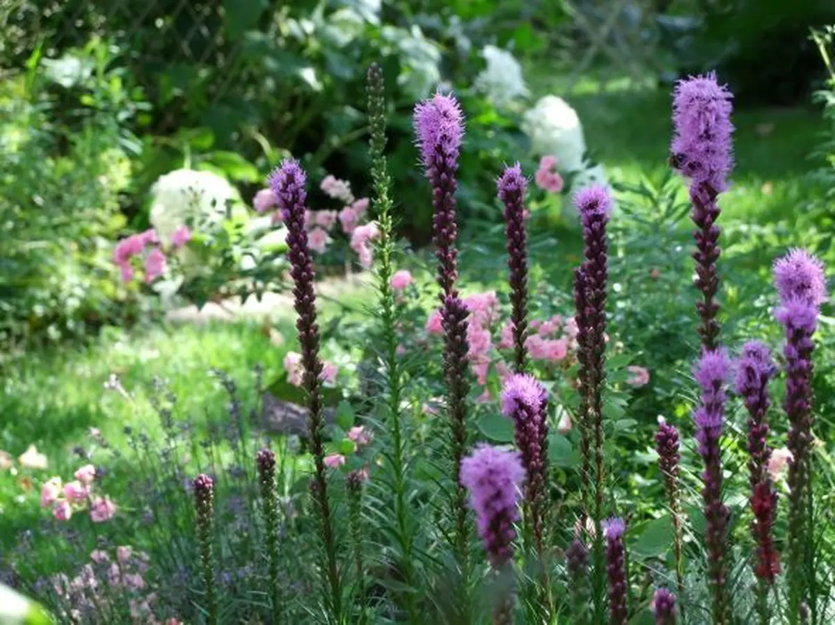 Farandole pour un curieux