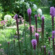 Farandole pour un curieux