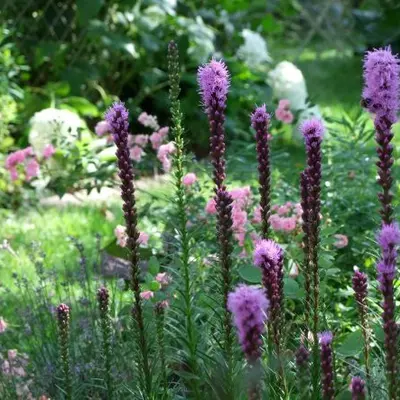 Farandole pour un curieux