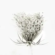 Photon-Expo