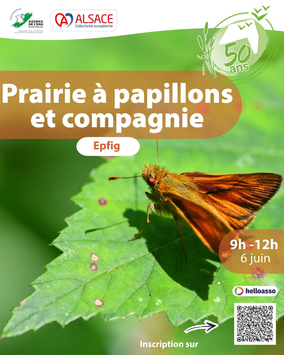 Prairie à papillons et compagnie