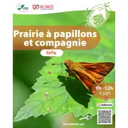 Prairie à papillons et compagnie