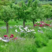 Vente d’arbres et de plants fruitiers