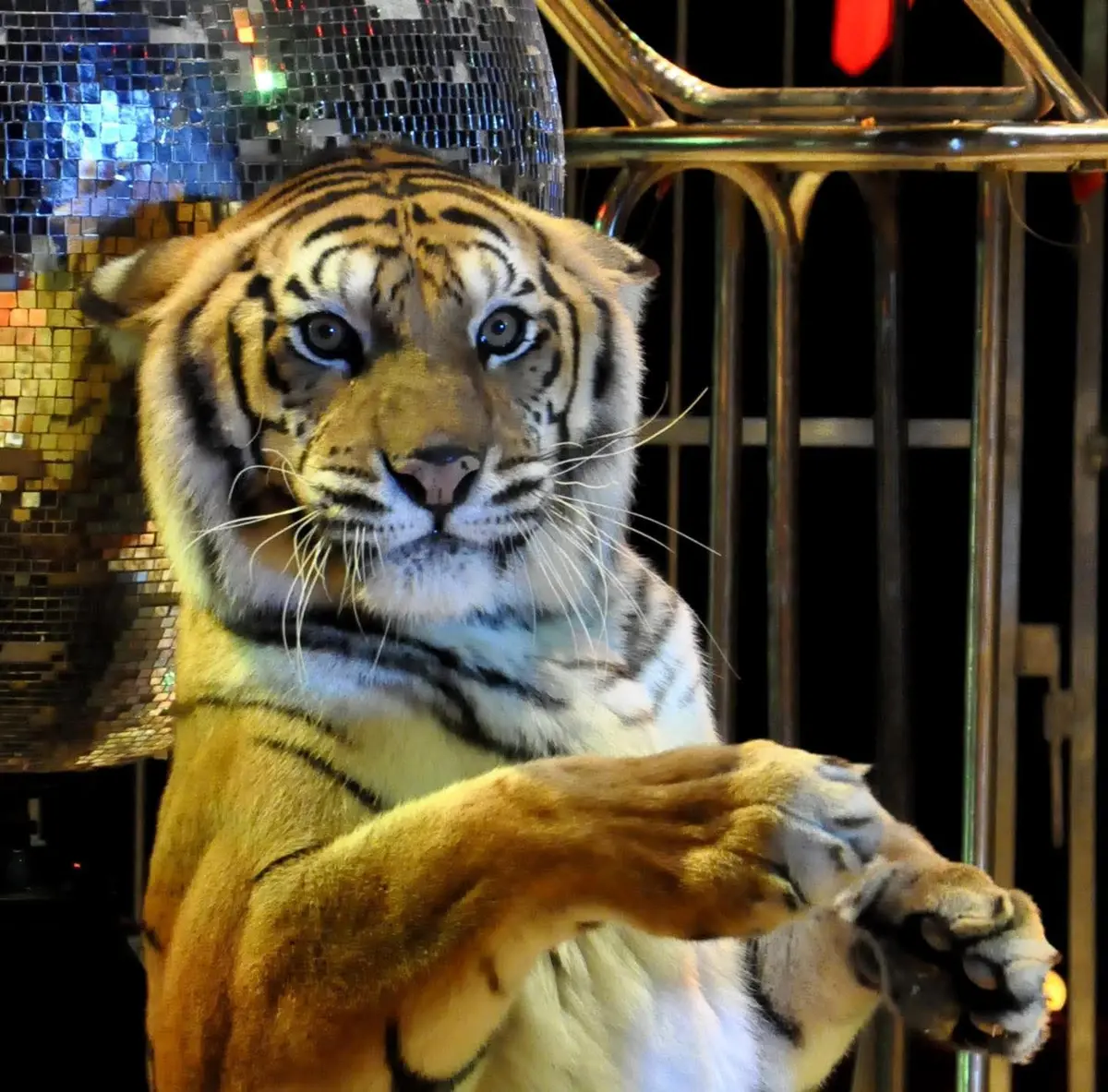 Grand cirque de Venise 