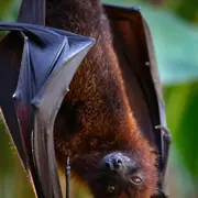 Fête  de la Nature - Balade nocturne à la découverte des chauves-souris