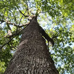 Lâcher prise et détente profonde avec le bain de forêt