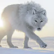 Lumières sur le vivant. Regarder l'art et la nature avec Vincent Munier