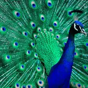 Activités nature entre becs et plumes