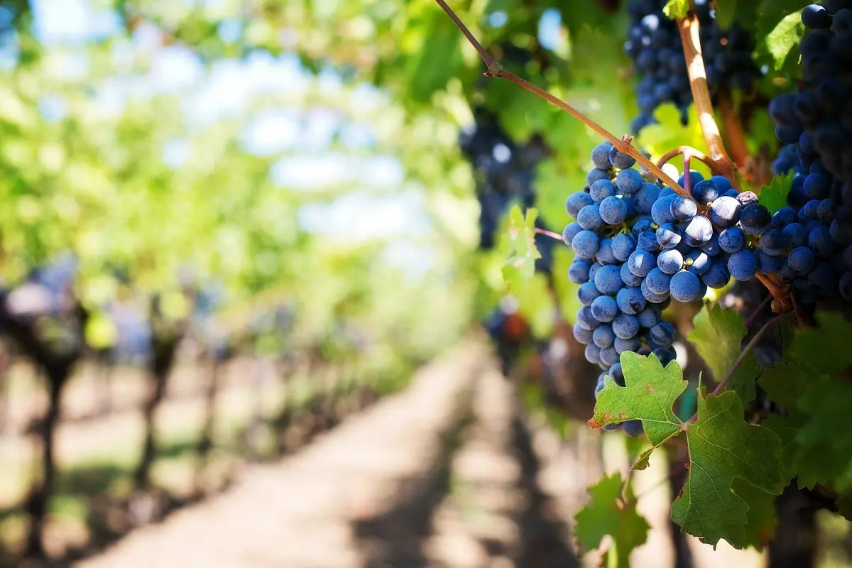 Les Crus de la Vallée du Rhône