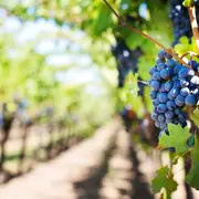 Les Crus de la Vallée du Rhône