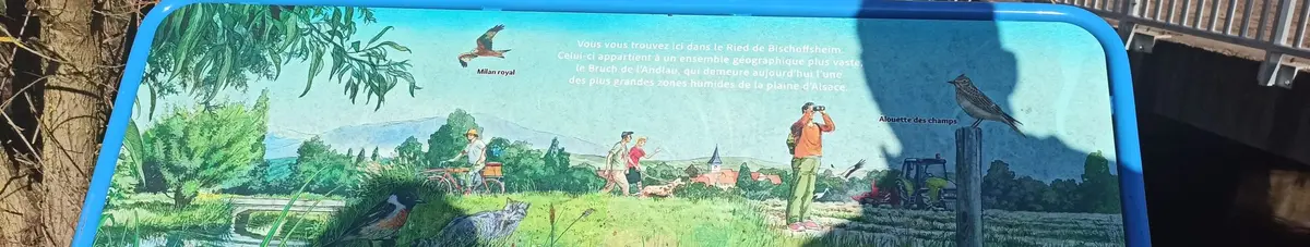 Un brin de nature dans le Ried Noir