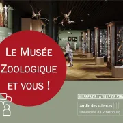 Le musée zoologique et vous ! 