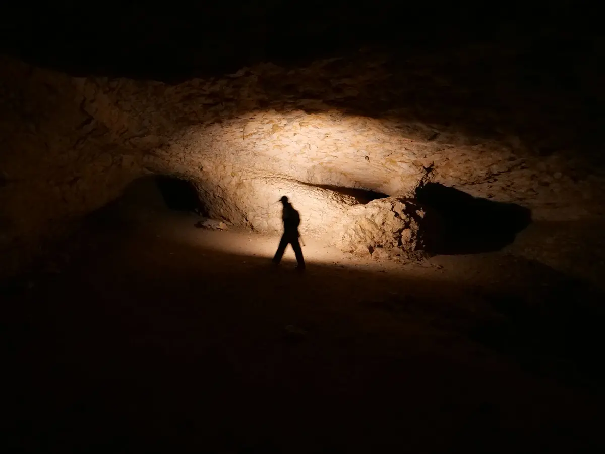 Les tournesols sont tristes