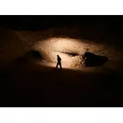 Les tournesols sont tristes