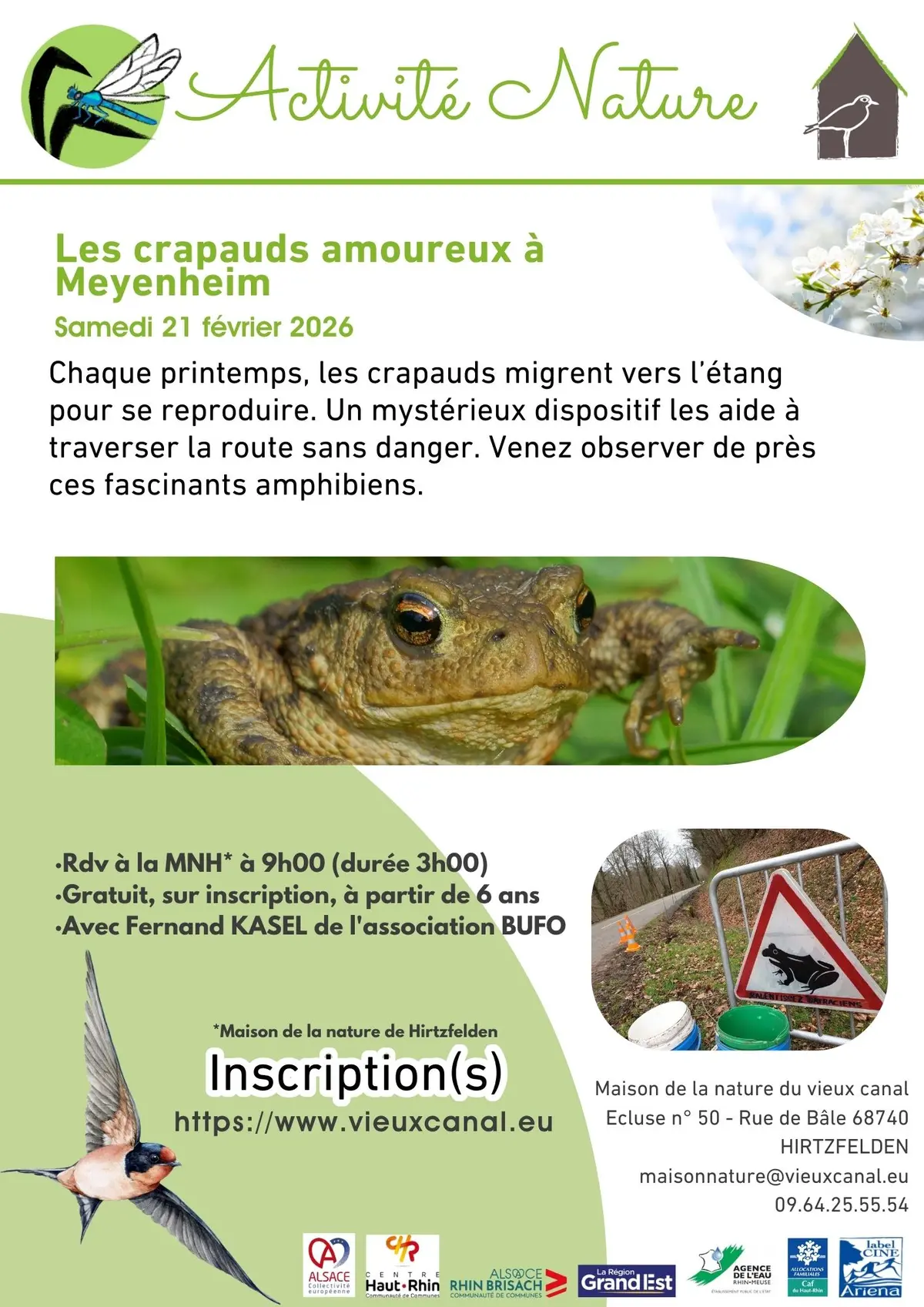 Les crapauds amoureux à Meyenheim