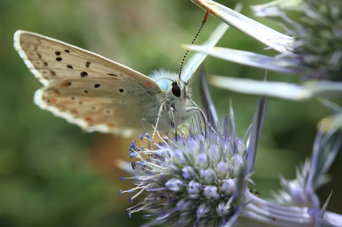 Sortie : les insectes autour de nous