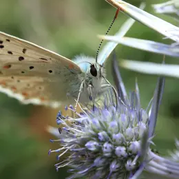 Sortie : les insectes autour de nous