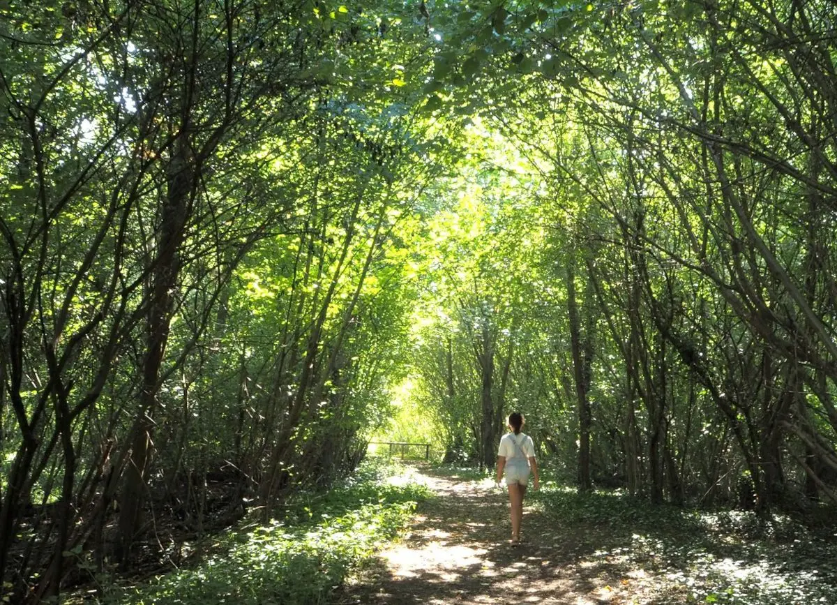 Découverte d'une zone refuge remarquable : flore et faune des digues du Rhin