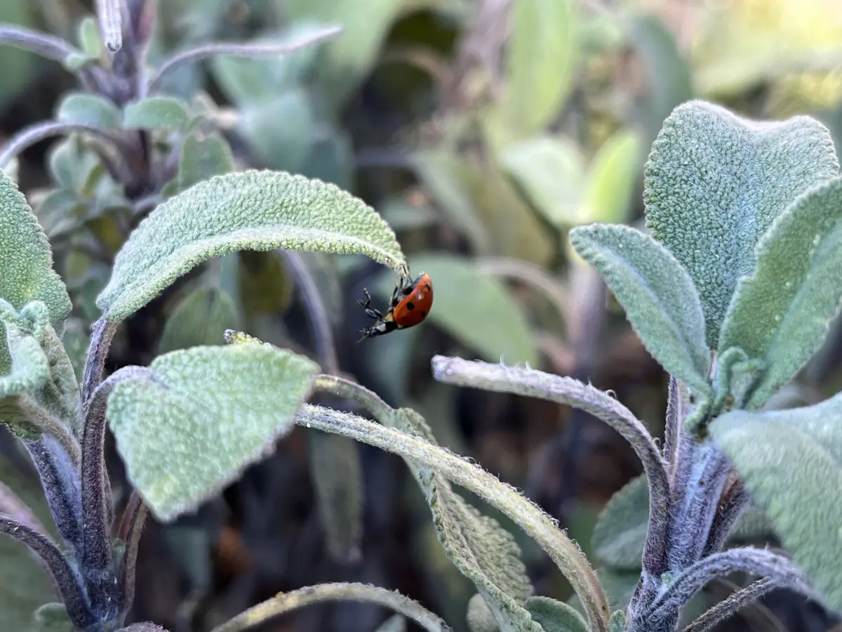 Rendez-vous aux jardins au château du Haut-Koenigsbourg