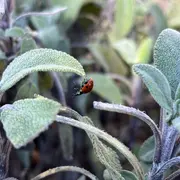Rendez-vous aux jardins au château du Haut-Koenigsbourg