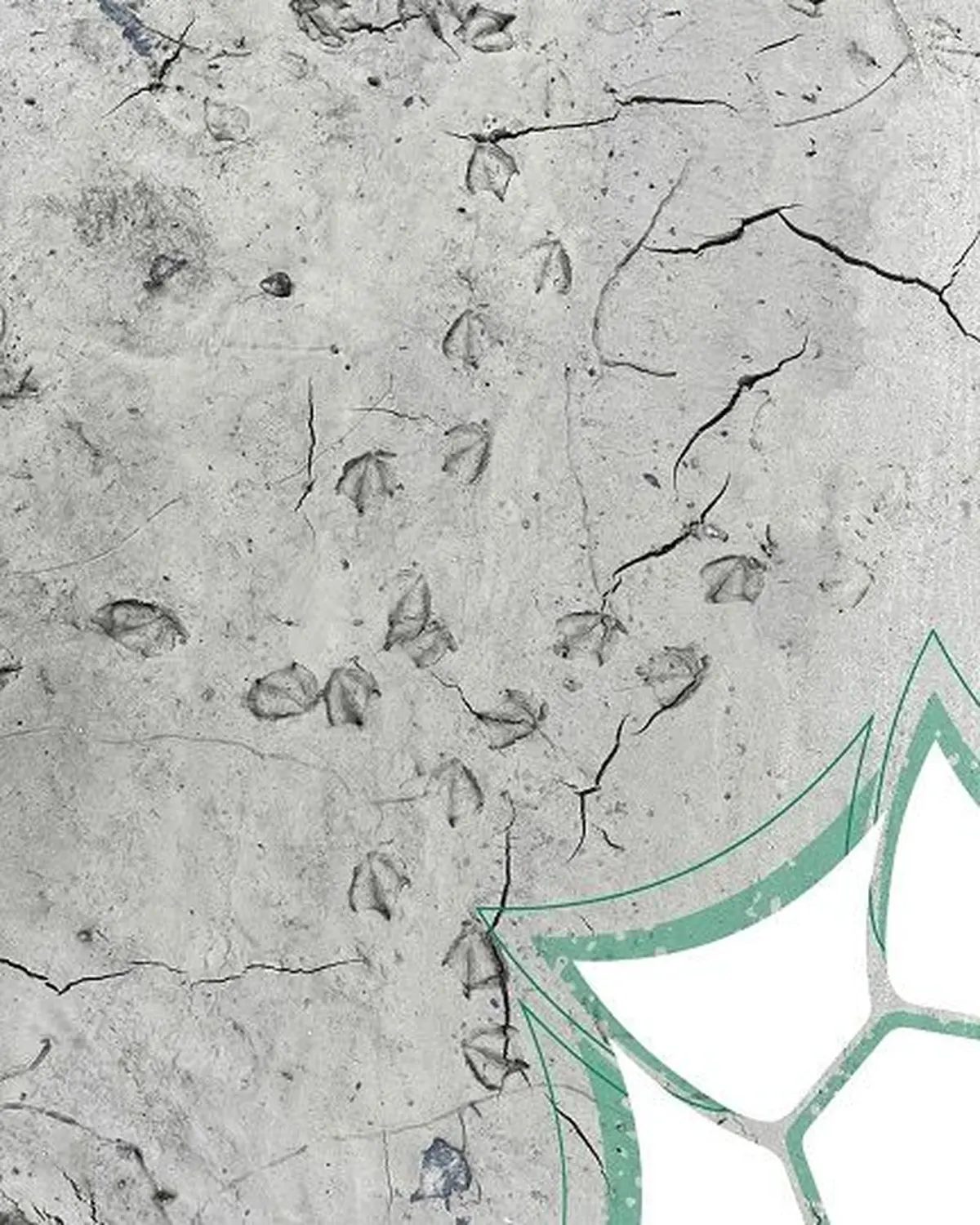 Atelier enfant: Traces et indices d'animaux