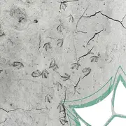 Atelier enfant: Traces et indices d'animaux