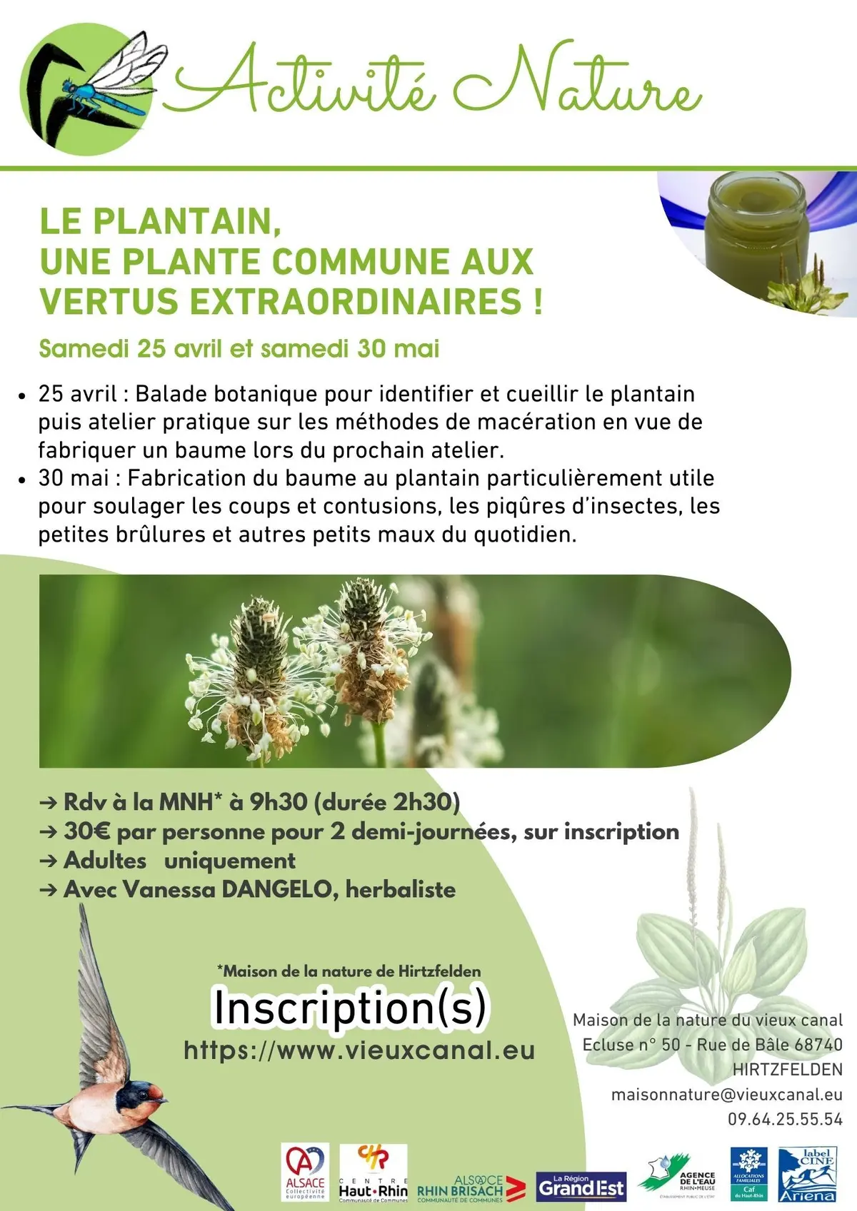 Le plantain, une plante commune aux vertus extraordinaire ! 1/2