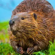 Conférence / projection sur le castor  Présence 