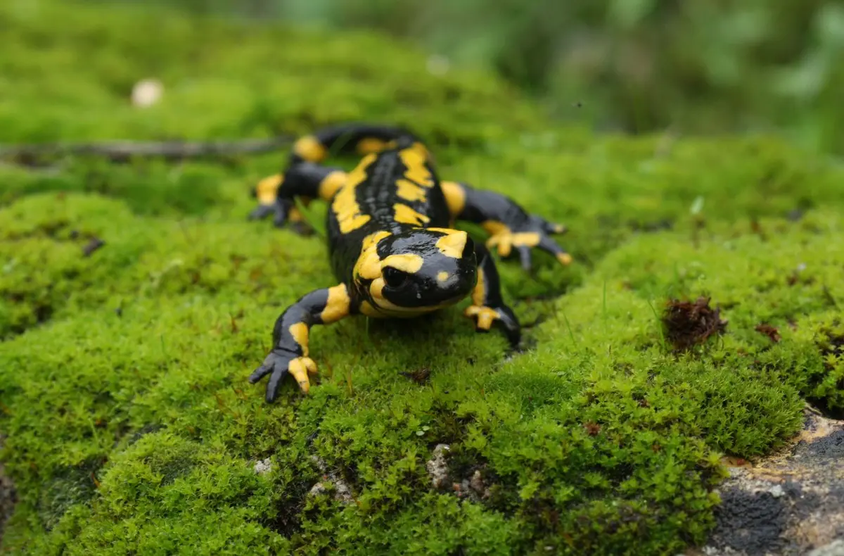 Crapauds et salamandres