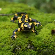 Crapauds et salamandres