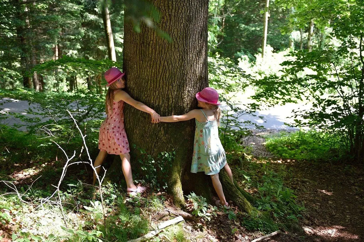Sylvothérapie : à la découverte des bienfaits des arbres 