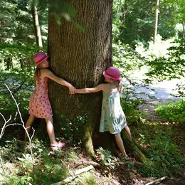 Sylvothérapie : à la découverte des bienfaits des arbres 