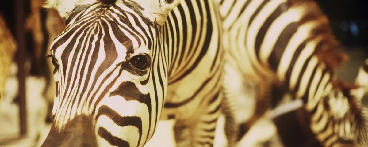 « Un animal, des animaux » de Nicolas Philibert