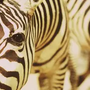 « Un animal, des animaux » de Nicolas Philibert