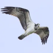 Journée mondiale des zones humides – Le balbuzard pêcheur