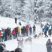 Course de chiens de traineaux