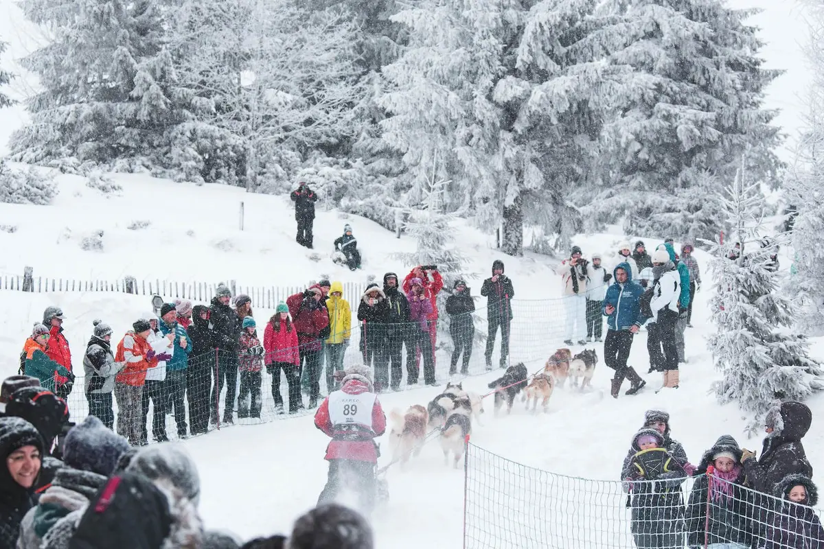 Course de chiens de traineaux