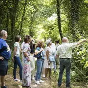 Découverte de la forêt rhénane