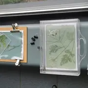 Atelier de création : Le jardin tout en bleu (tout public)