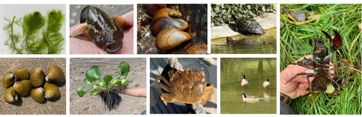 Espèces exotiques en milieux aquatiques : comprendre les invasions biologiques