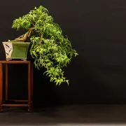 3 Nations Bonsai Festival