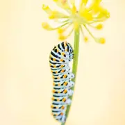 Conférence : La vie secrète d'un jardin punk