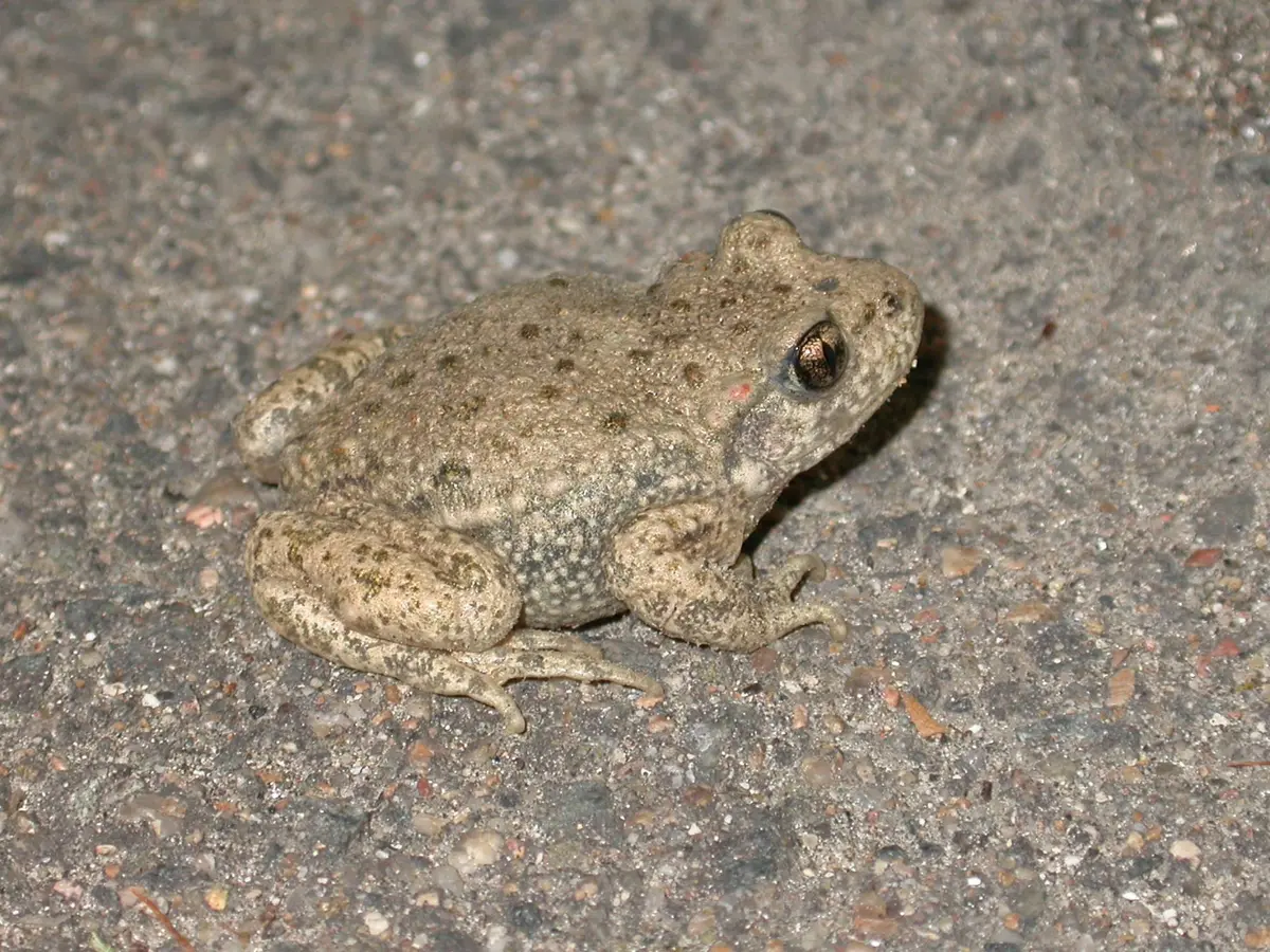 Enquête crapaud Alyte
