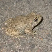 Enquête crapaud Alyte