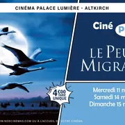 Ciné Pitchoun / Le Peuple Migrateur