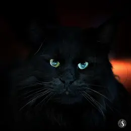 Festival du chat