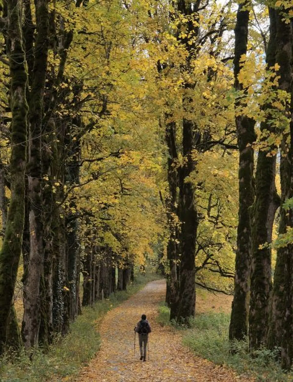 Ciné-conférence : Dans les Forêts