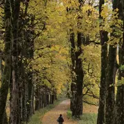 Ciné-conférence : Dans les Forêts
