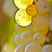 Atelier mets et vins : fruits de saison